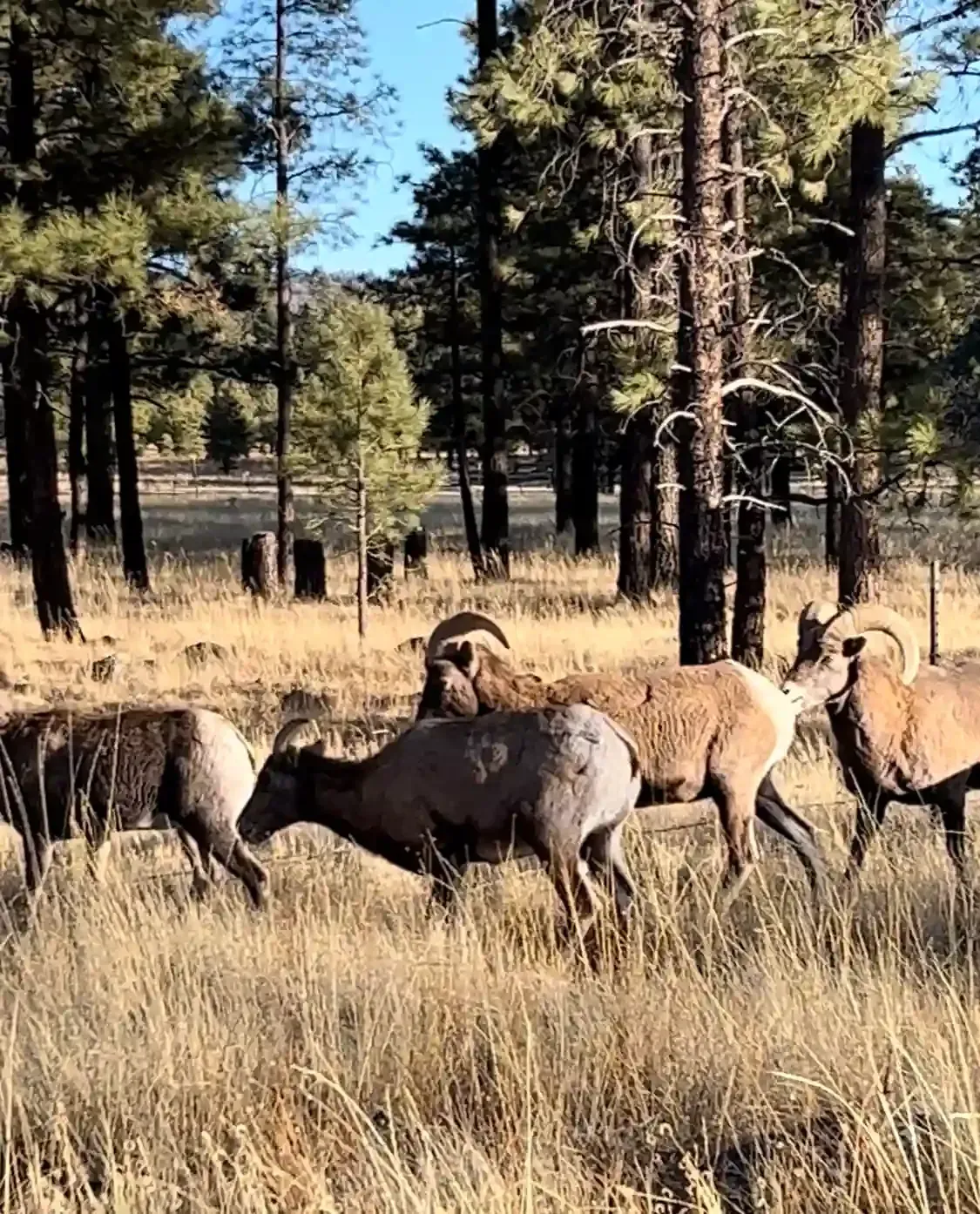 A bighorn sheep in the White Mountains of Arizona — the kind of wildlife that neighbors larger mountain properties